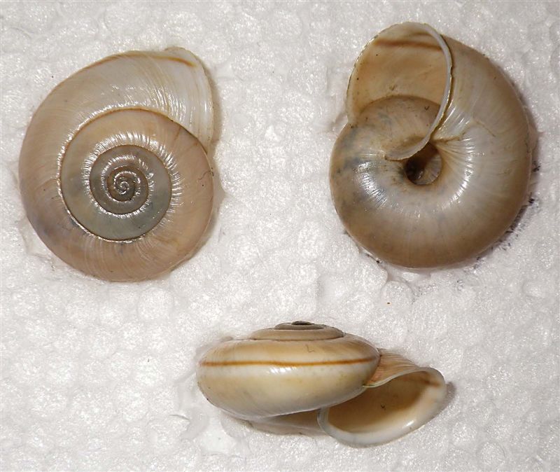 Chilostoma cingulatum colubrinum lago d''Iseo